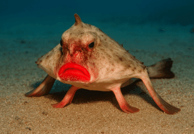 Red-lipped batfish (Ogcocephalus darwini)